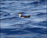 2390 Audubon's Shearwater.jpg