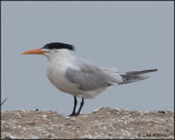 2447 Royal Tern.jpg