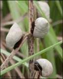 2599 Snails.jpg
