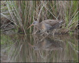 2663 Clapper Rail.jpg