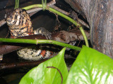 Crocodile Lizard