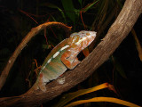 Panther Chameleon