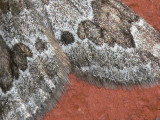 Enfältmätare - Thera juniperata - Juniper Carpet