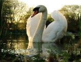 Lone swan