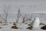 Harfang des neiges -- _E0K3646 -- Snowy Owl