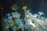Oregon Coast Aquarium - Newport