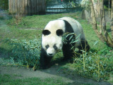 Hello from Bao Bao!