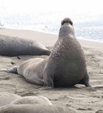 Elephant Seals of Piedras Blanca