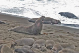 Elephant Seals of Piedras Blanca