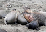Elephant Seals of Piedras Blanca