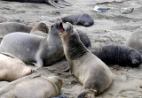 Elephant Seals of Piedras Blanca