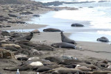 Elephant Seals of Piedras Blanca