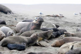 Elephant Seals of Piedras Blanca