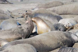 Elephant Seals of Piedras Blanca