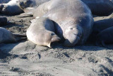 Elephant Seals of Piedras Blanca