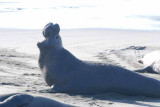 Elephant Seals of Piedras Blanca