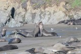 Elephant Seals of Piedras Blanca
