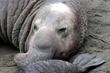 Elephant Seals of Piedras Blanca