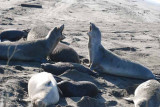 Elephant Seals of Piedras Blanca