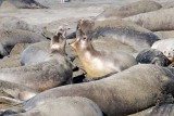 Elephant Seals of Piedras Blanca