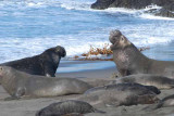 Elephant Seals of Piedras Blanca