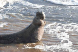 Elephant Seals of Piedras Blanca