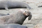 Elephant Seals of Piedras Blanca