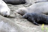 Elephant Seals of Piedras Blanca