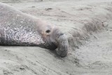 Elephant Seals of Piedras Blanca