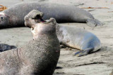 Elephant Seals of Piedras Blanca