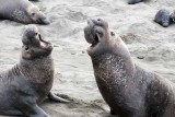 Elephant Seals of Piedras Blanca
