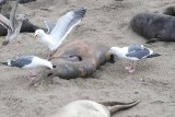 Elephant Seals of Piedras Blanca