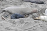 Elephant Seals of Piedras Blanca