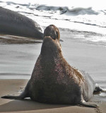 Elephant Seals of Piedras Blanca