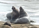 Elephant Seals of Piedras Blanca