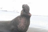 Elephant Seals of Piedras Blanca