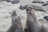Elephant Seals of Piedras Blanca