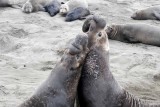 Elephant Seals of Piedras Blanca