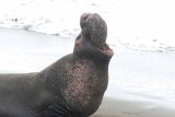Elephant Seals of Piedras Blanca
