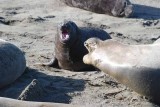 Elephant Seals of Piedras Blanca