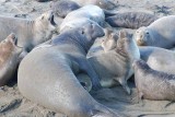 Elephant Seals of Piedras Blanca