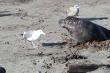 Elephant Seals of Piedras Blanca