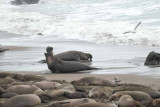 Elephant Seals of Piedras Blanca