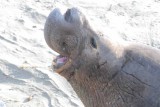 Elephant Seals of Piedras Blanca