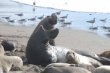 Elephant Seals of Piedras Blanca