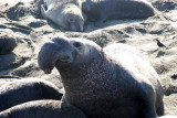 Elephant Seals of Piedras Blanca