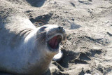 Elephant Seals of Piedras Blanca