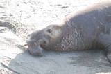 Elephant Seals of Piedras Blanca