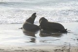 Elephant Seals of Piedras Blanca