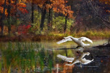 Waterfowl